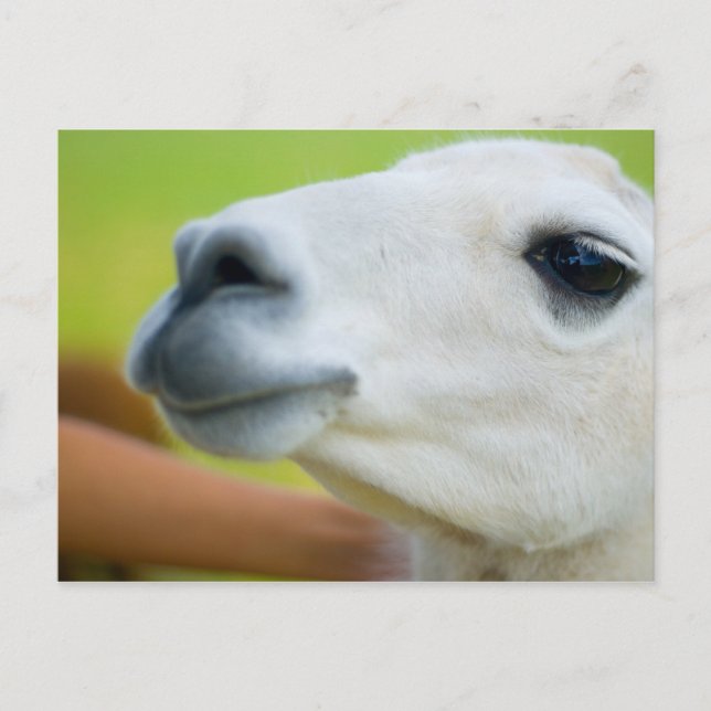 Carte Postale Llama blanche (Devant)