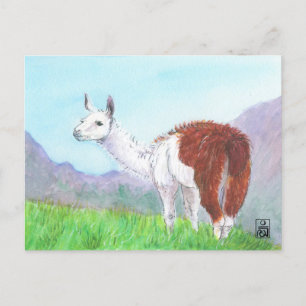 Carte Postale Llama dans les Andes