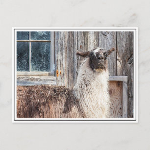 Carte Postale Llama devant une grange