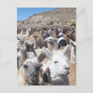 Carte Postale Llama Disco