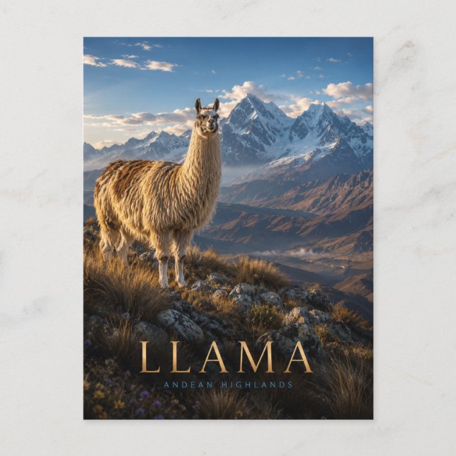 Carte Postale Llama Hauts Plateaux Andéens ANIMAUX (Devant)