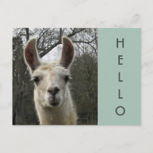 Carte postale Llama Hello