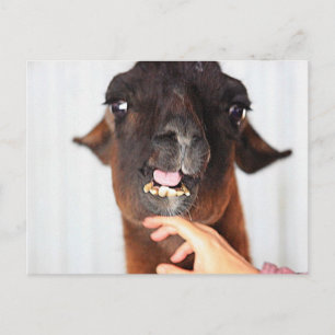 Carte Postale Llama Love