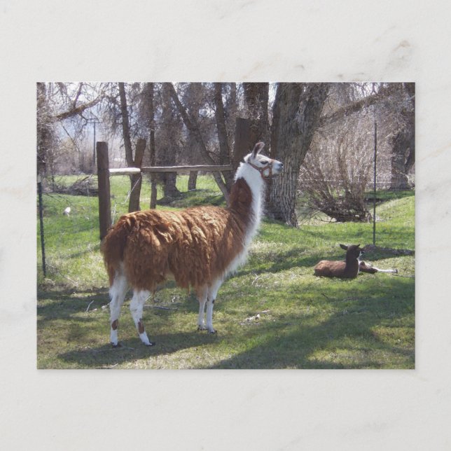 Carte Postale Llama Mama and Baby Lama (Devant)
