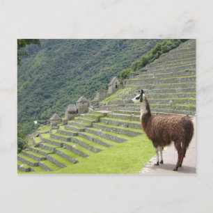 Carte Postale llama peru