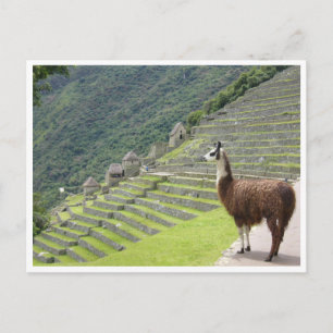 Carte Postale llama peru