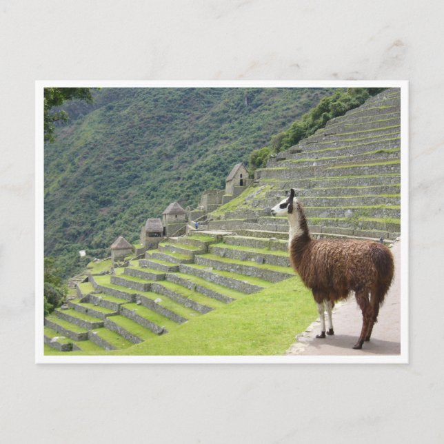 Carte Postale llama peru (Devant)
