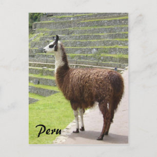 Carte Postale llama peru