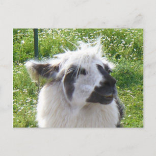 Carte postale Llama souriante