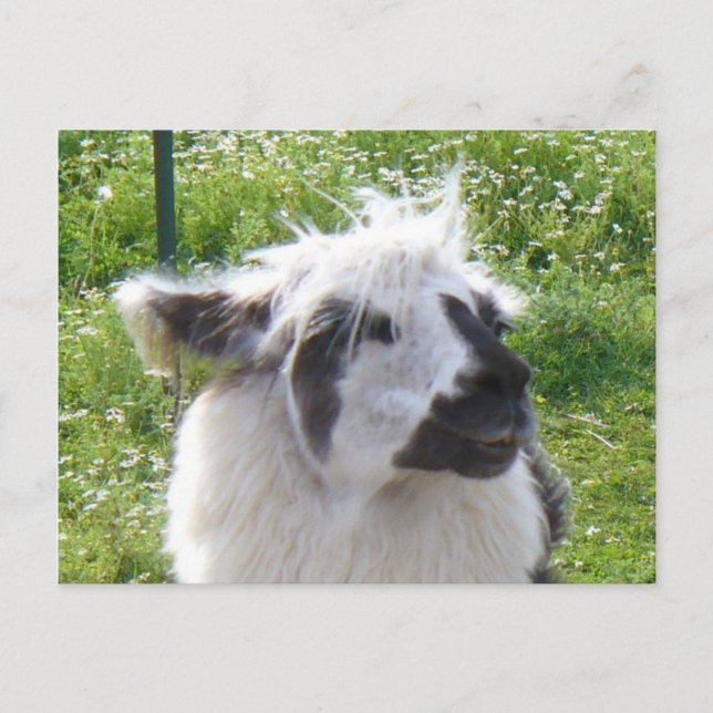 Carte postale Llama souriante (Devant)