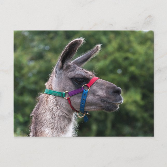 Carte Postale Llama supériorité (Devant)