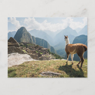 Carte Postale Llama surplombant les ruines   Machu Picchu, Pérou