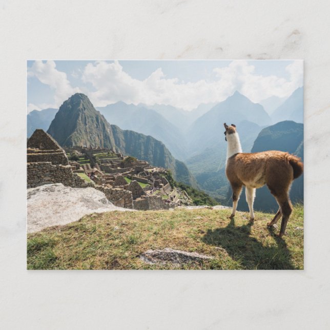 Carte Postale Llama surplombant les ruines | Machu Picchu, Pérou (Devant)