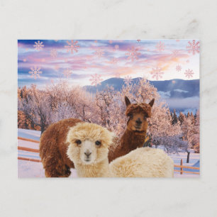 Carte Postale Llamas d'hiver