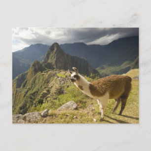 Carte Postale Llamas et vue sur Machu Picchu,