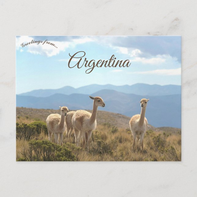 Carte Postale Llamas in Humahuaca Argentina (Devant)