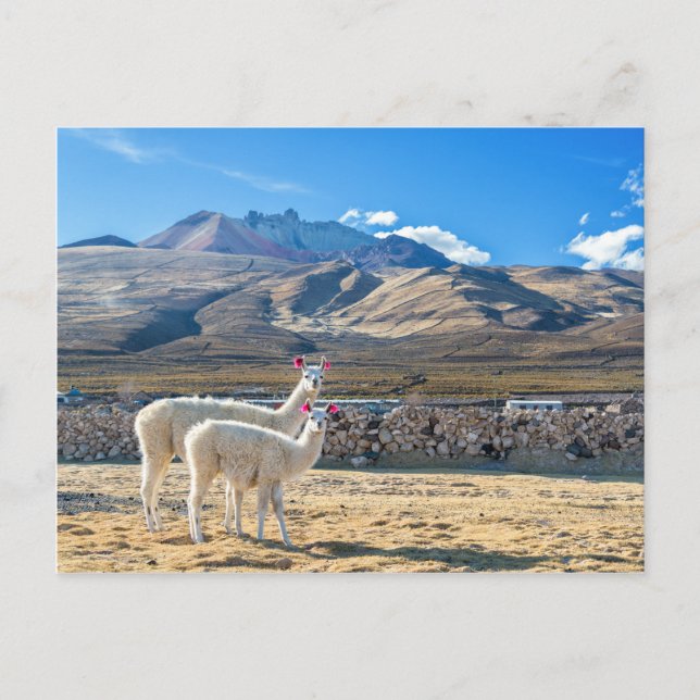Carte Postale Llamitas en el Salar de Uyuni, Bolivie. (Devant)