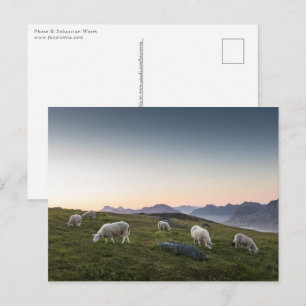 Carte Postale Lofoten Islands Sheep Paysage photo
