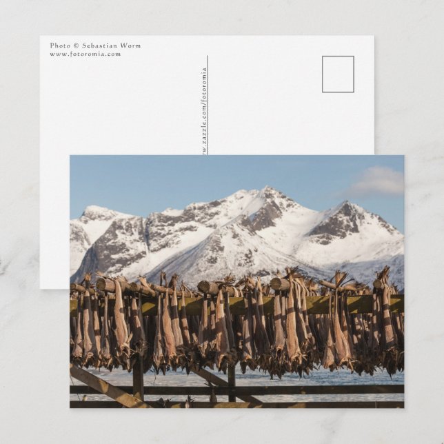 Carte Postale Lofoten Stockfish (Devant / Derrière)