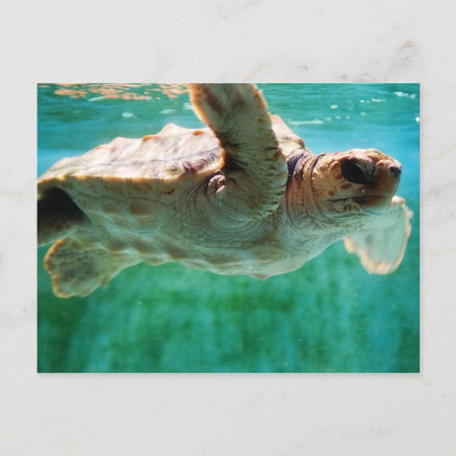 Carte postale Loggerhead #1 (Devant)