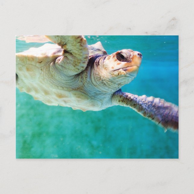 Carte postale Loggerhead #3 (Devant)