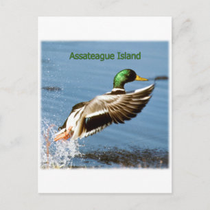 Carte Postale Logo de canard de l'île d'Assateague