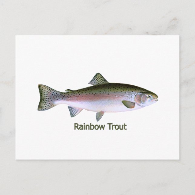 Carte Postale Logo de pêche à la truite arc-en-ciel (Devant)