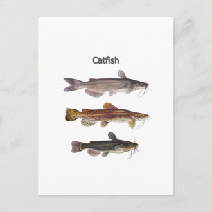 Carte Postale Logo nord-américain de poisson-chat
