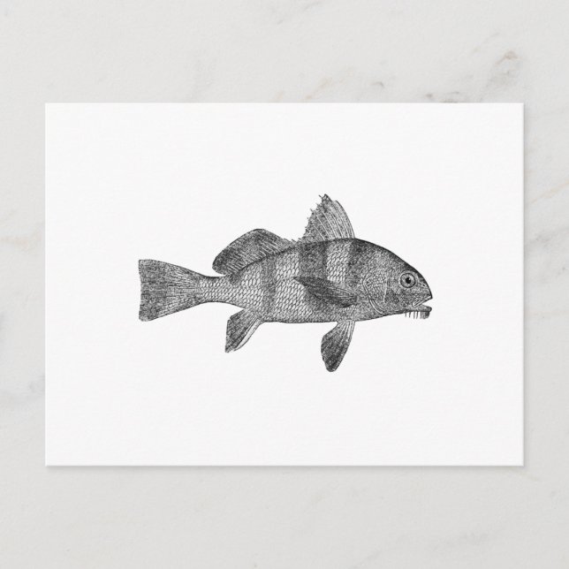 Carte Postale Logo pour tambour à chiot (art en ligne) (Devant)