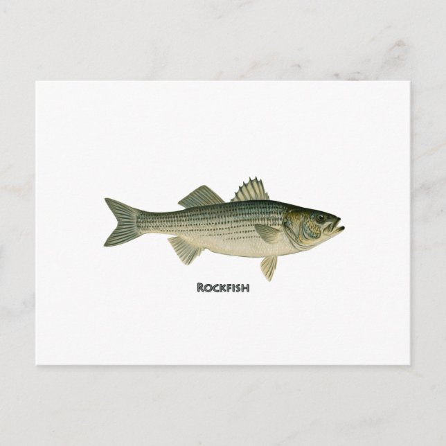 Carte Postale Logo Rockfish (Devant)