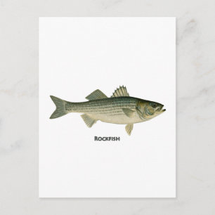 Carte Postale Logo Rockfish
