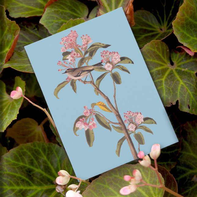 Carte Postale L'oiseau de couvier d'Audubon sur Calico-Bus rose (Créateur téléchargé)