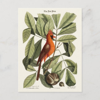 Carte Postale L'oiseau rouge