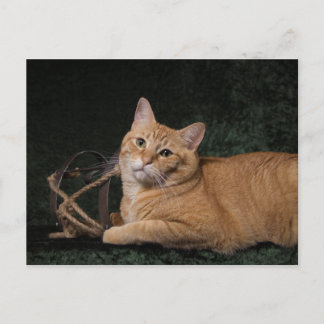 Carte Postale Loki avec traîneau