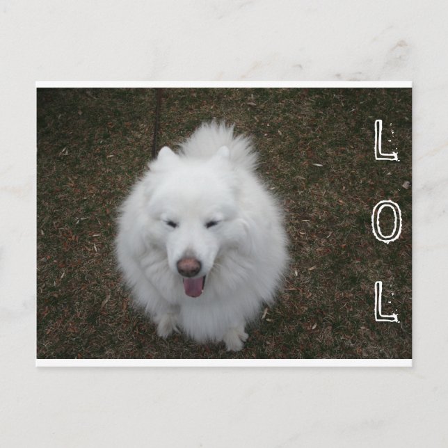 CARTE POSTALE LOL (Devant)