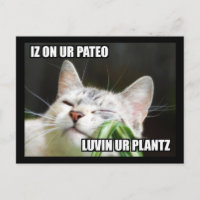 Carte postale LOLCat Sassy
