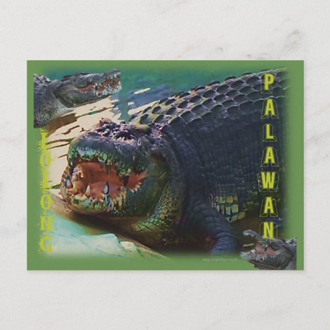 Carte Postale Lolong - "Le plus grand crocodile jamais capturé" (Devant)