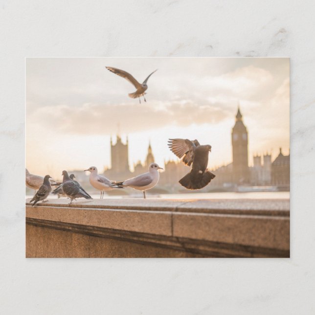 Carte Postale London seagulls (Devant)