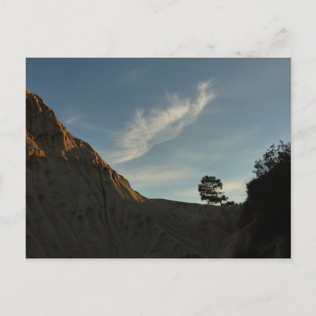 Carte Postale Lone Torrey Pine Californie Sunset Paysage (Devant)