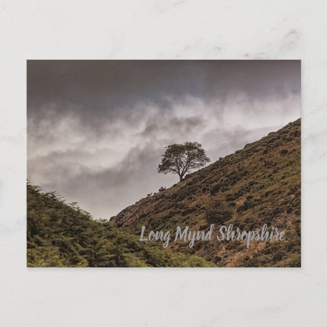 Carte Postale Lone Tree Long Mynd Shropshire (Devant)