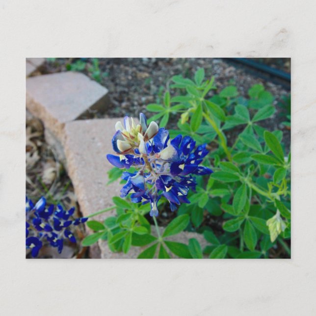 Carte Postale Lonely Bluebonnet (Devant)