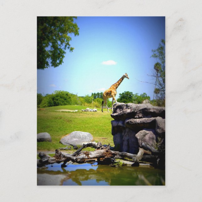 Carte Postale Lonely Giraffe (Devant)