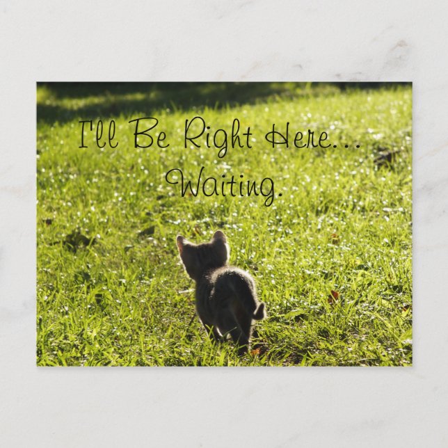 Carte postale Lonely Kitten "Missing You" (Devant)