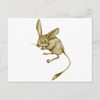 Carte Postale Long eared Jerboa