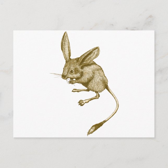 Carte Postale Long eared Jerboa (Devant)