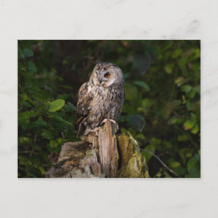 Carte Postale Long-eared Owl between leaves