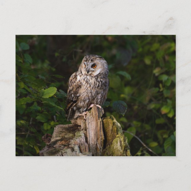 Carte Postale Long-eared Owl between leaves (Devant)