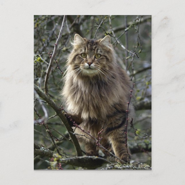 Carte Postale Long-hair Tabby Cat  Animal Postcard (Devant)