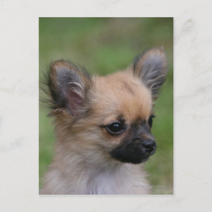 Carte Postale Long Haired Chihuahua Chiuppy regardant la caméra