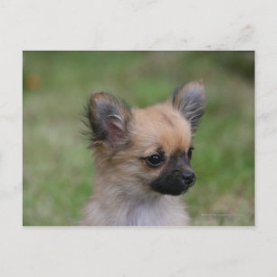 Carte Postale Long Haired Chihuahua Chiuppy regardant la caméra